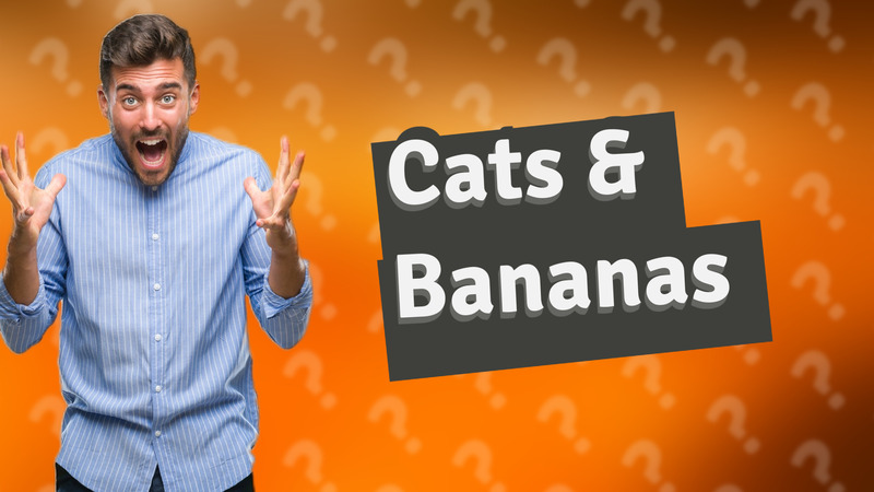 Cats & Bananas