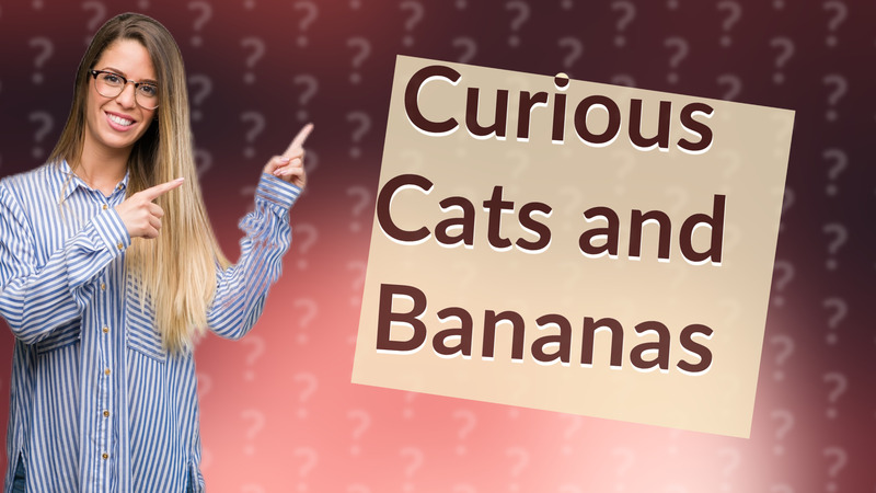 Curious Cats and Bananas