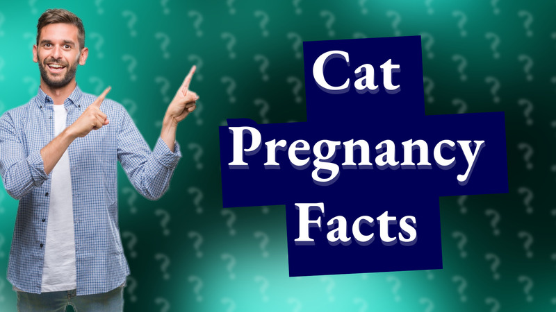 Cat Pregnancy Facts