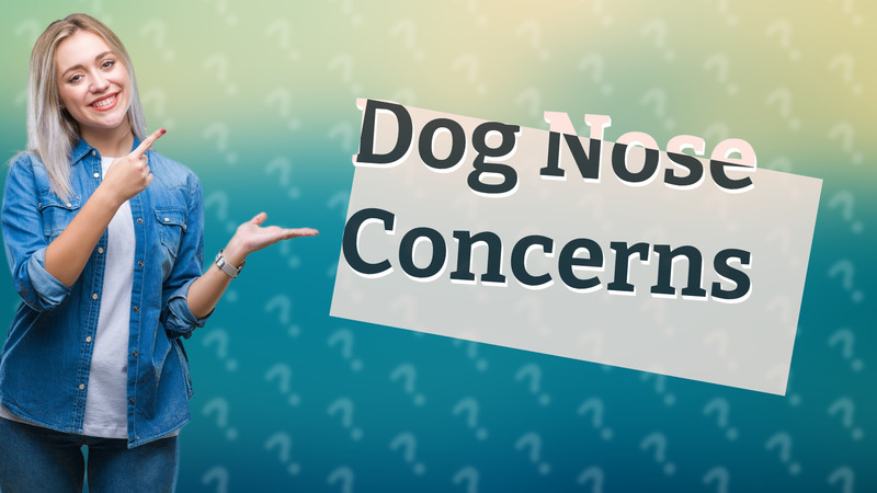 Dog Nose Concerns
