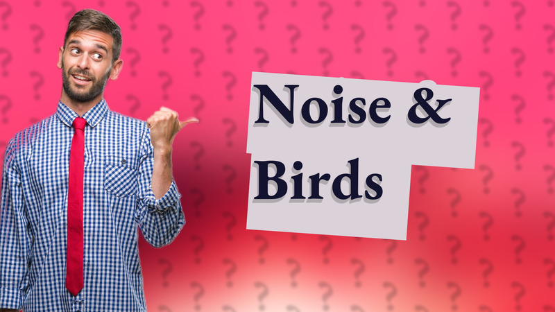 Noise & Birds