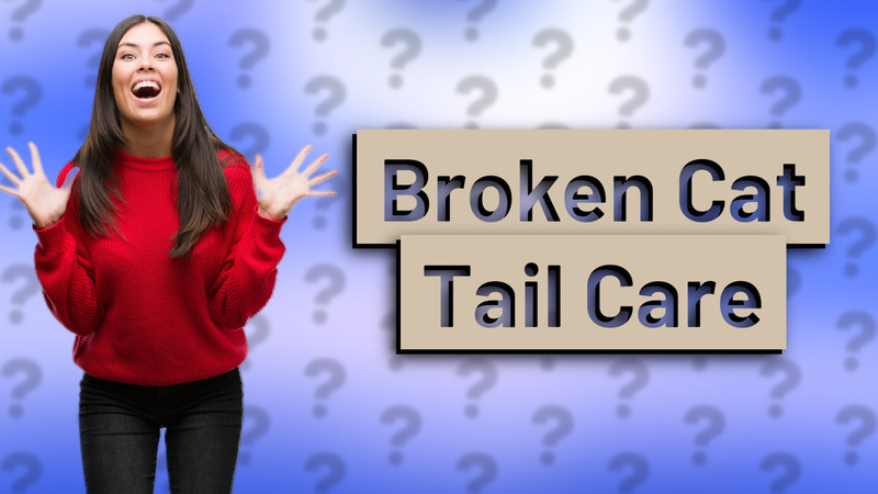 Broken Cat Tail Care