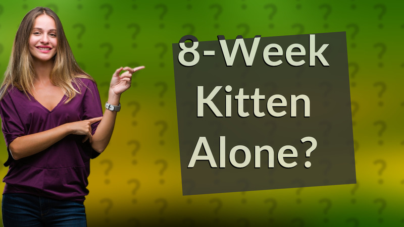 8-Week Kitten Alone?