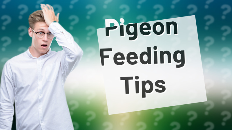 Pigeon Feeding Tips