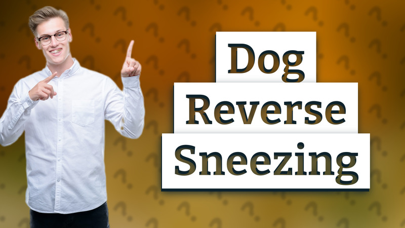 Dog Reverse Sneezing