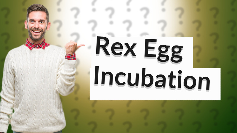 Rex Egg Incubation