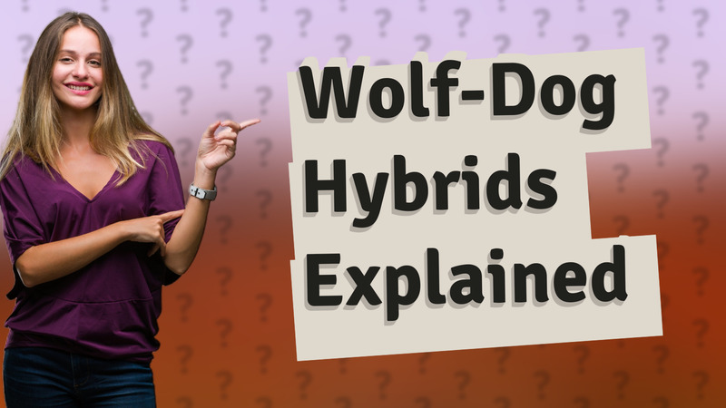 Wolf-Dog Hybrids Explained