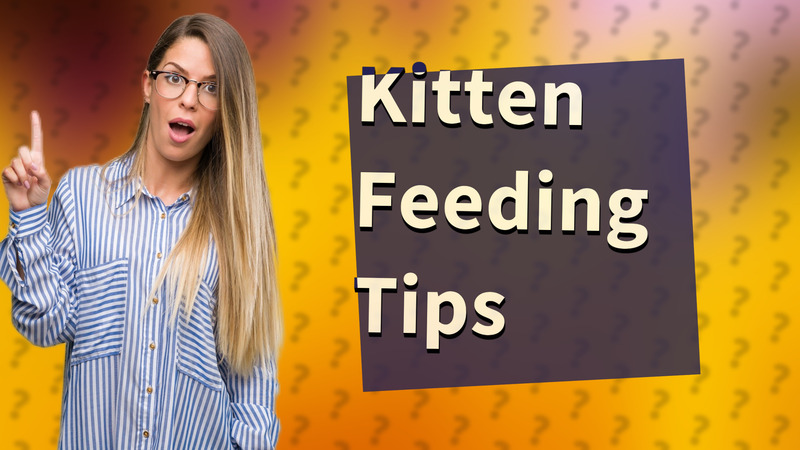 Kitten Feeding Tips