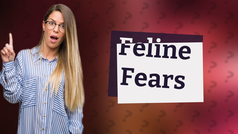 Feline Fears