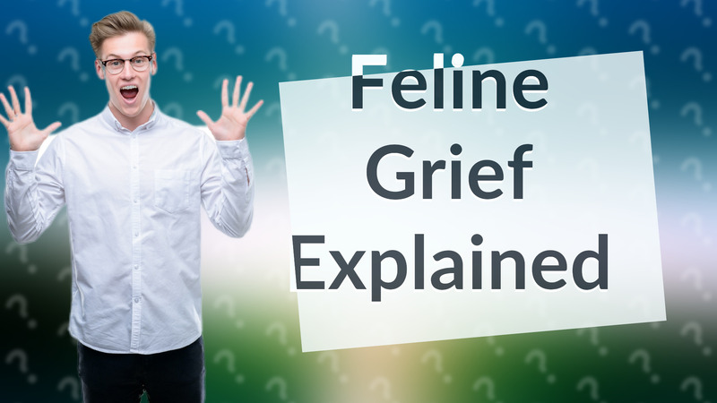 Feline Grief Explained
