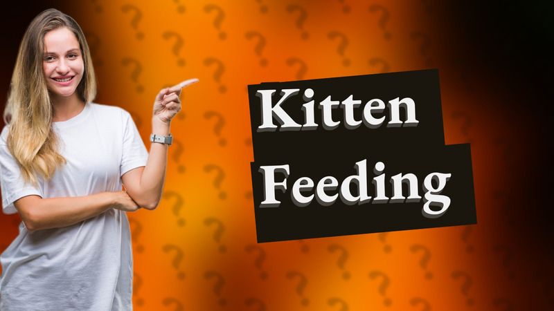 Kitten Feeding