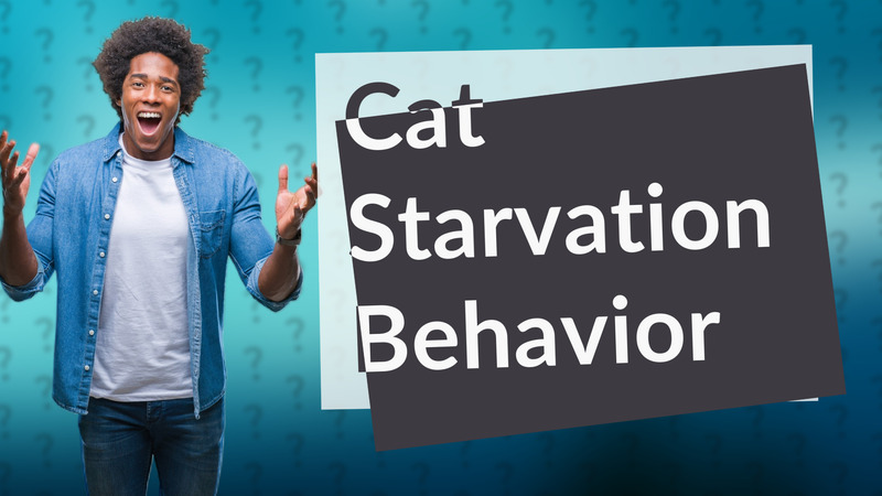 Cat Starvation Behavior