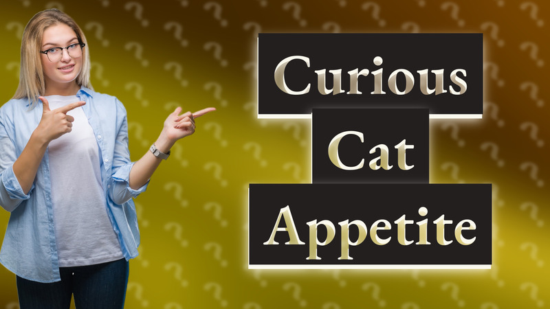Curious Cat Appetite