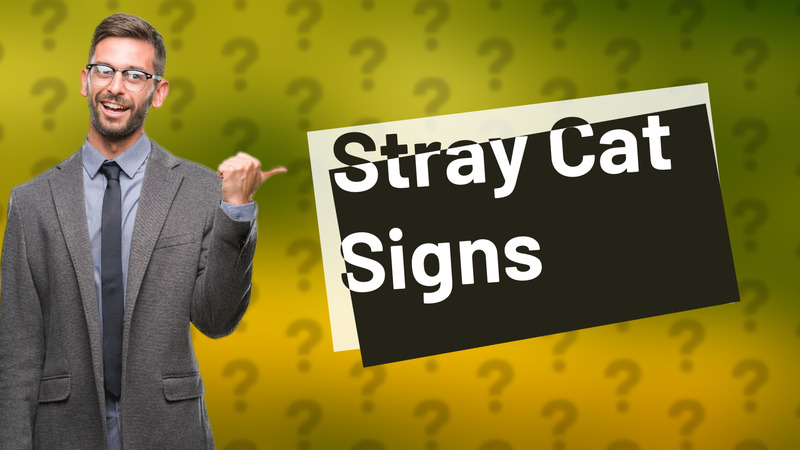 Stray Cat Signs
