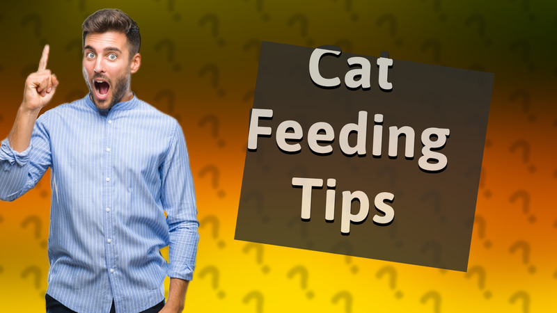 Cat Feeding Tips
