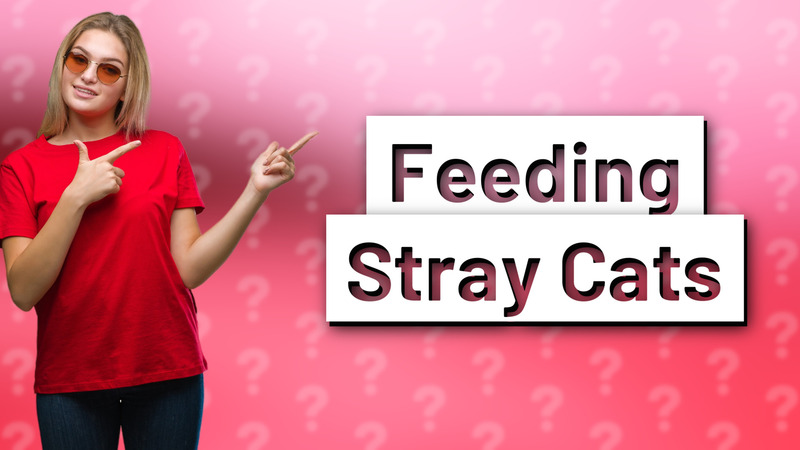 Feeding Stray Cats