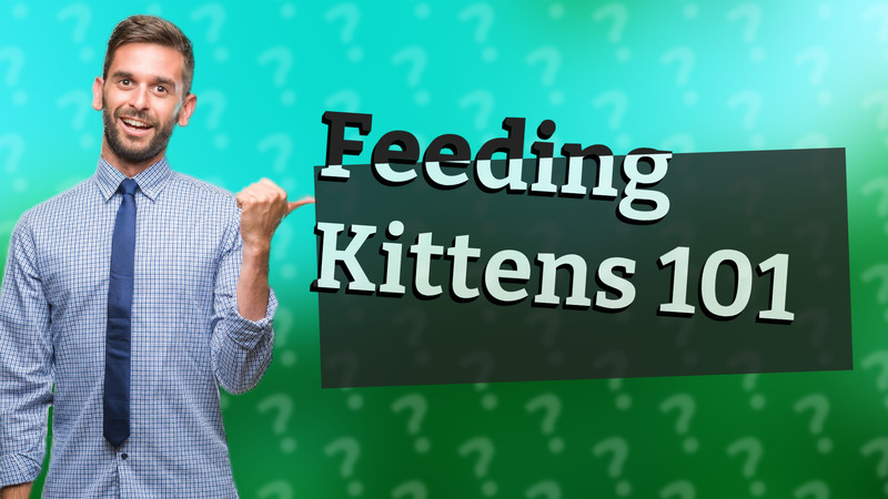 Feeding Kittens 101