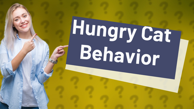 Hungry Cat Behavior