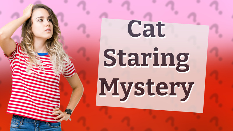 Cat Staring Mystery