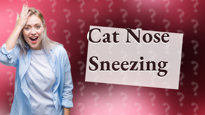 Cat Nose Sneezing