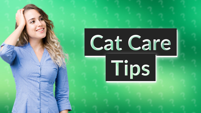 Cat Care Tips