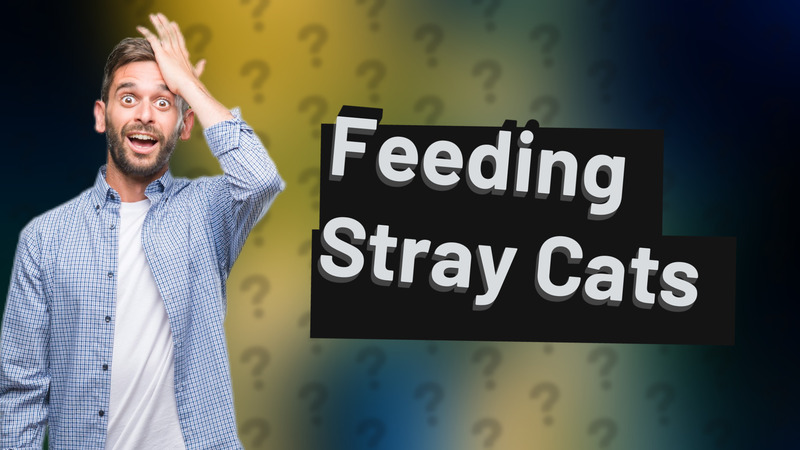 Feeding Stray Cats
