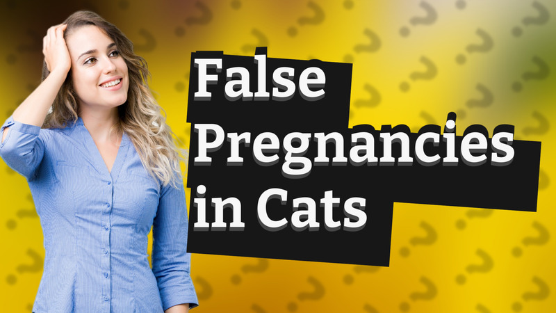 False Pregnancies in Cats