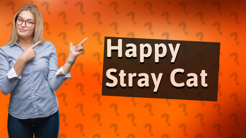 Happy Stray Cat