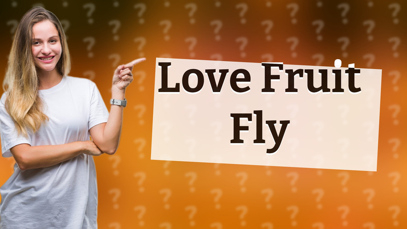 Love Fruit Fly