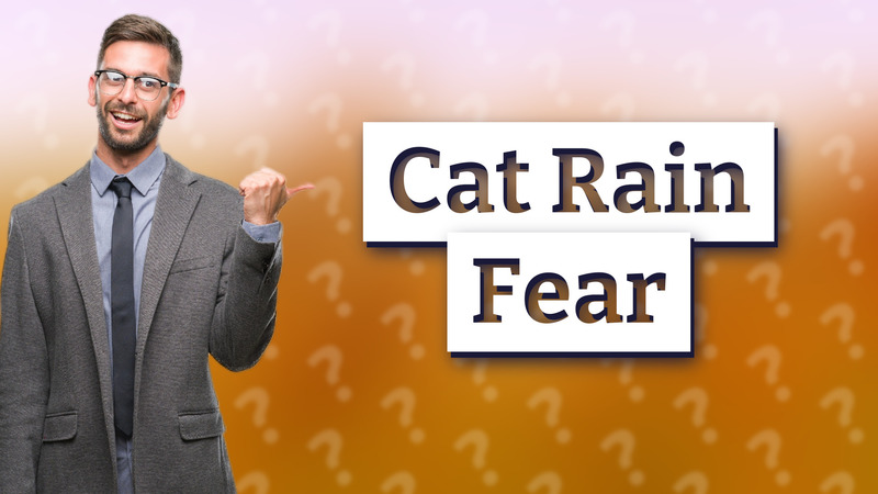 Cat Rain Fear