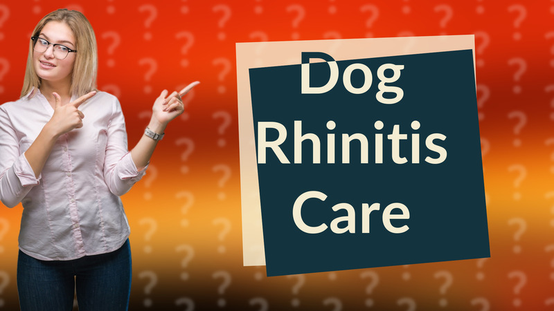 Dog Rhinitis Care