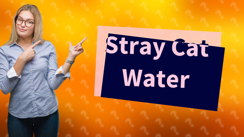 Stray Cat Water