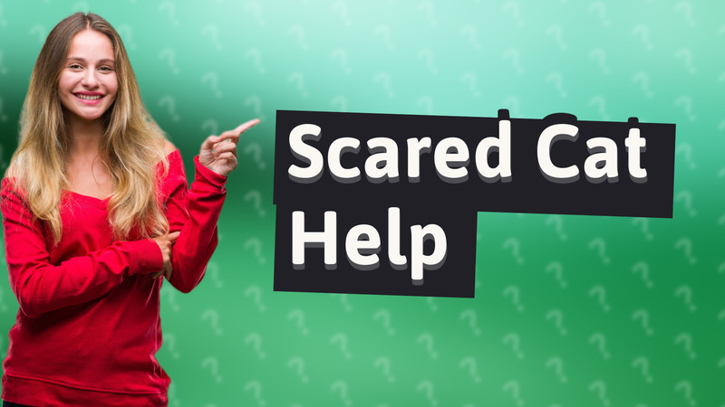 Scared Cat Help
