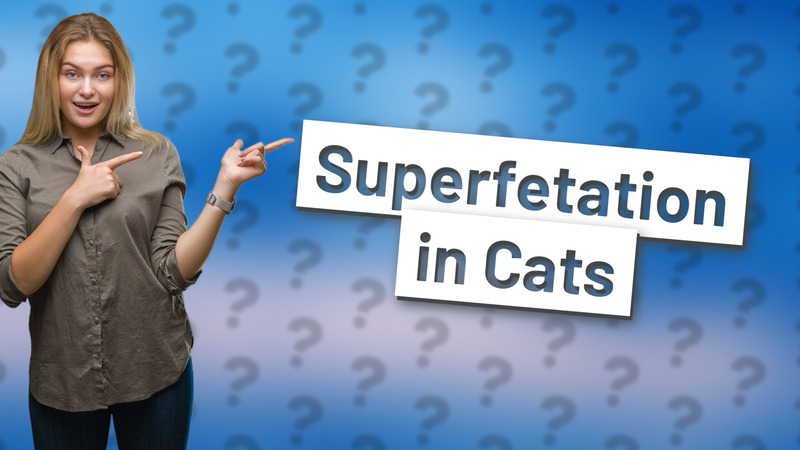 Superfetation in Cats