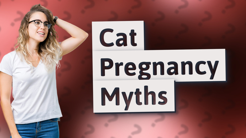 Cat Pregnancy Myths