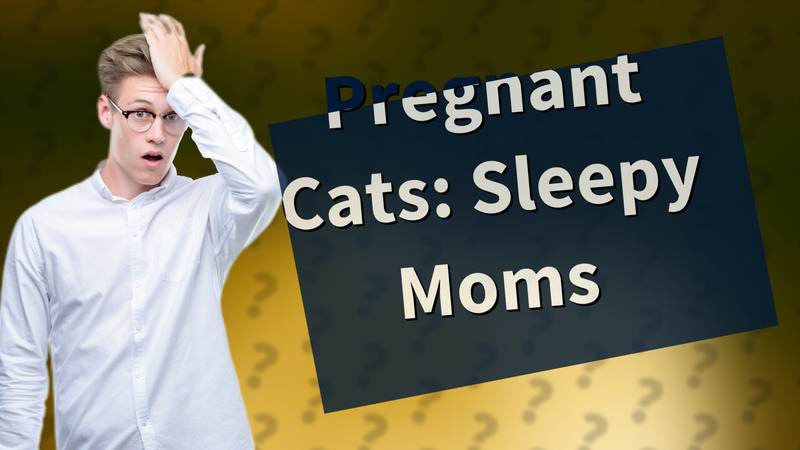 Pregnant Cats: Sleepy Moms