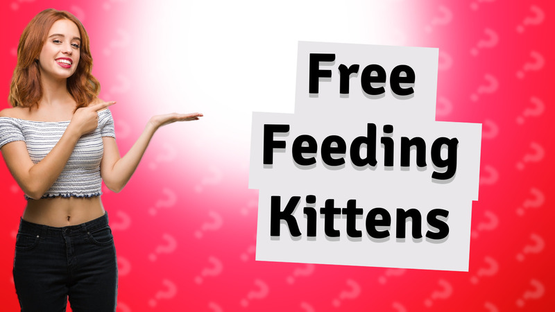 Free Feeding Kittens
