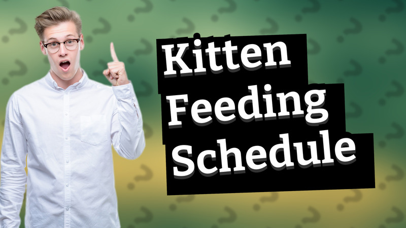 Kitten Feeding Schedule