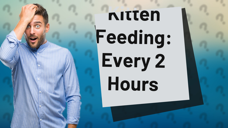 Kitten Feeding: Every 2 Hours