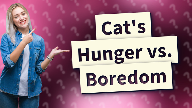 Cat's Hunger vs. Boredom