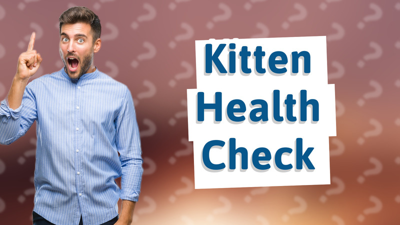 Kitten Health Check