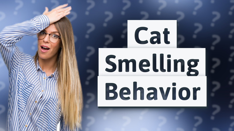 Cat Smelling Behavior