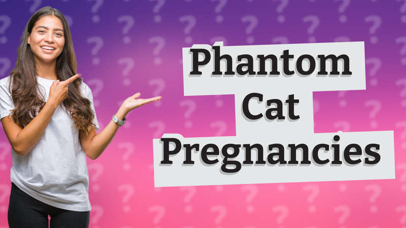 Phantom Cat Pregnancies