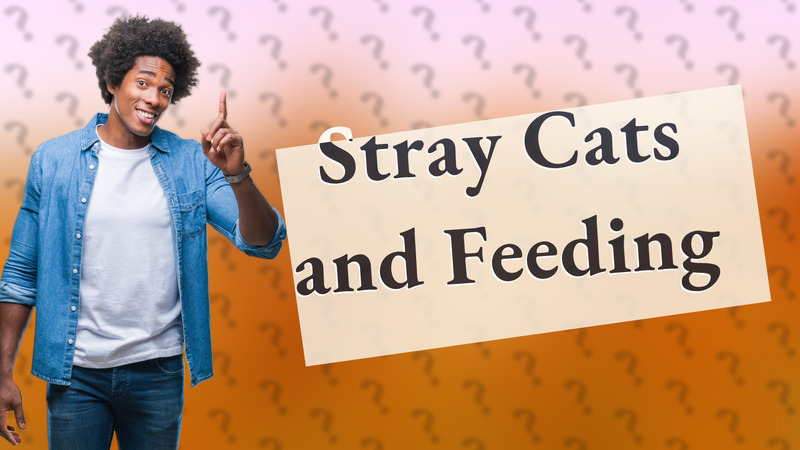 Stray Cats and Feeding