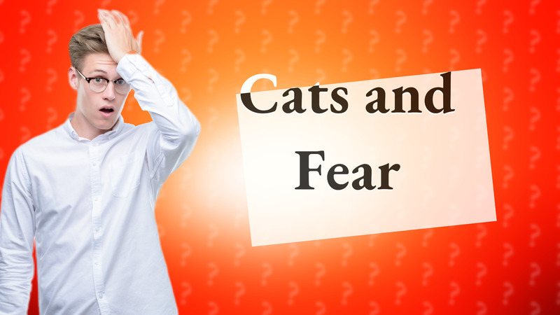 Cats and Fear