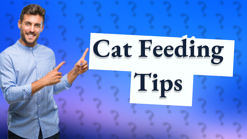Cat Feeding Tips