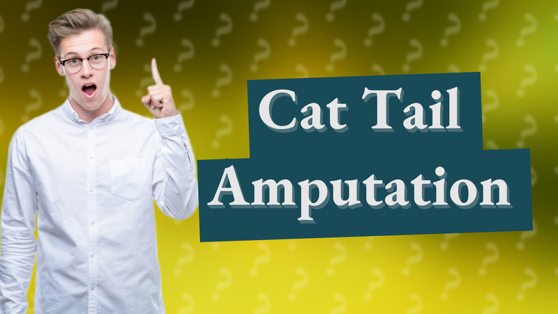 Cat Tail Amputation
