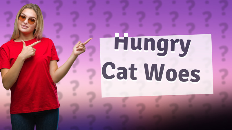 Hungry Cat Woes