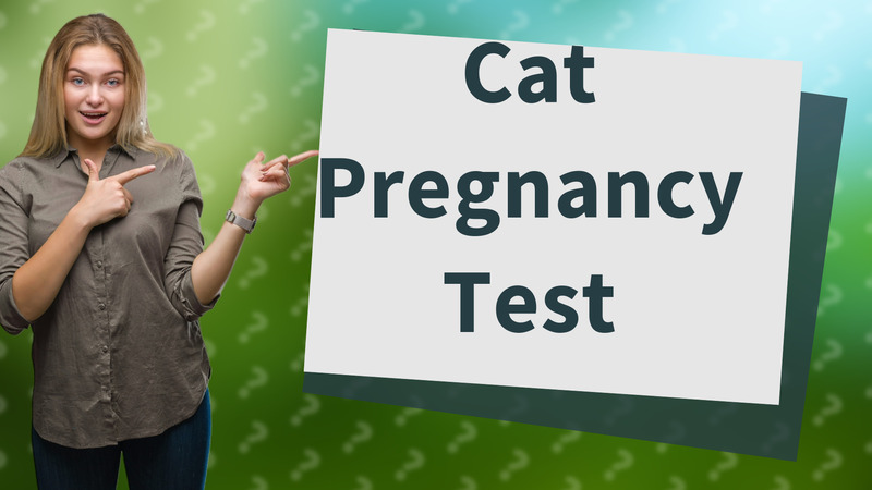 Cat Pregnancy Test