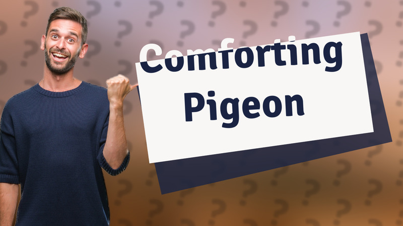 Comforting Pigeon